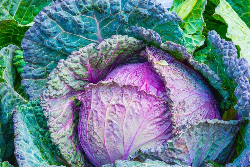 Cabbage